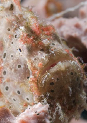 Painted frogfish. Lembeh straits. D200, 60mm. by Derek Haslam 
